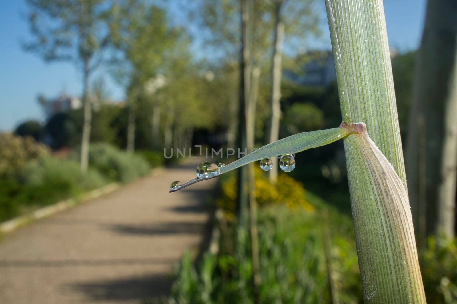 Beautiful ground green bamboo sprouts on a spring sunrise. Blade full of drops of dew