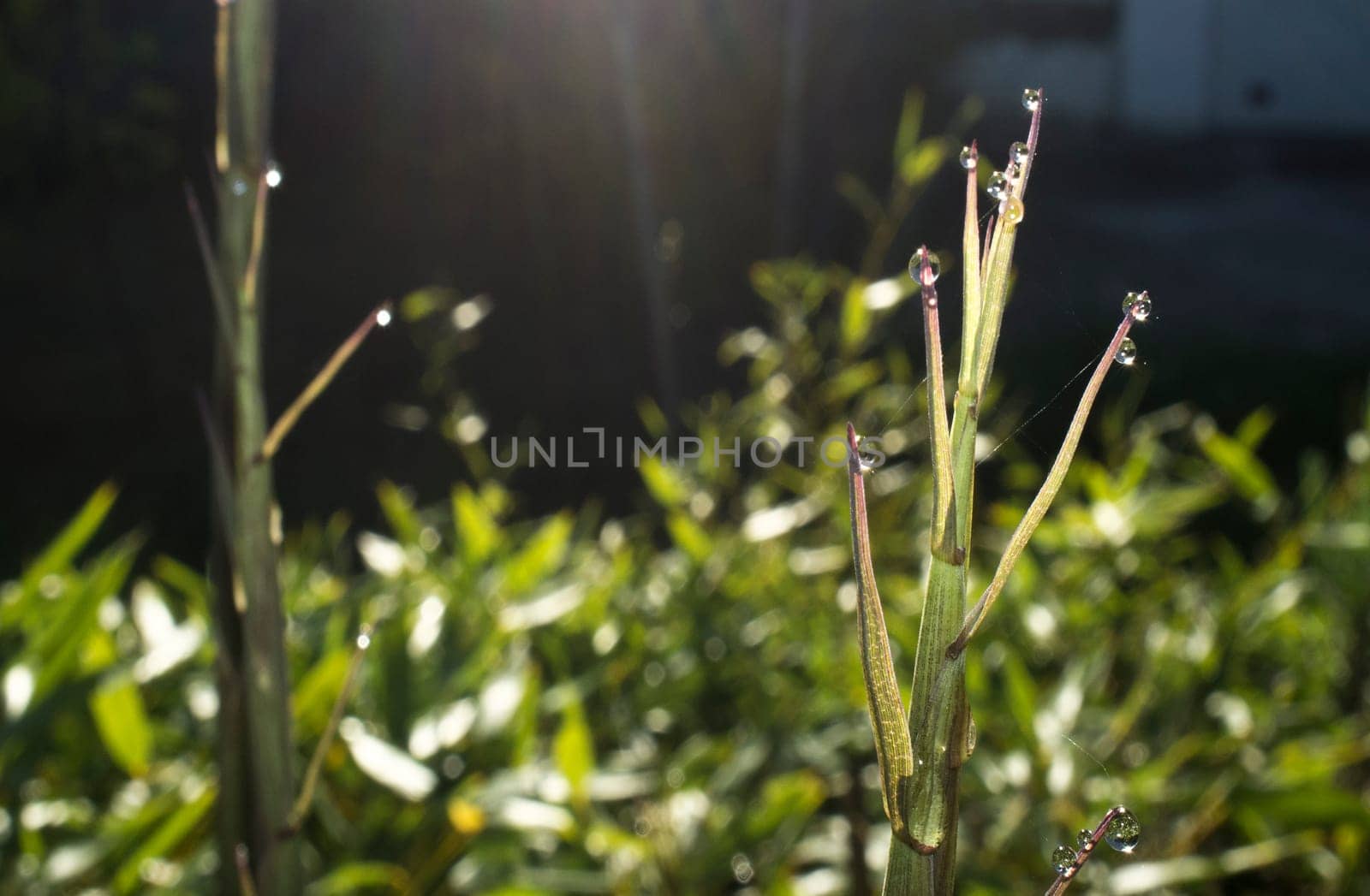 Beautiful ground green bamboo sprouts on a spring sunrise. Blade full of drops of dew