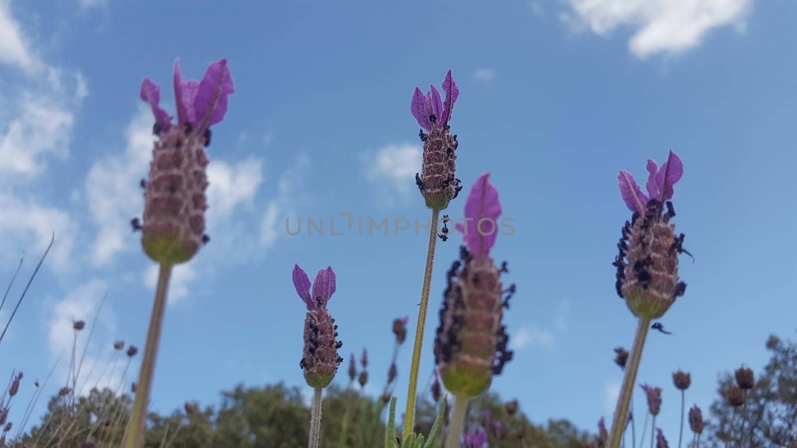Lavender stems seen over blue sky with clouds. Selective focus