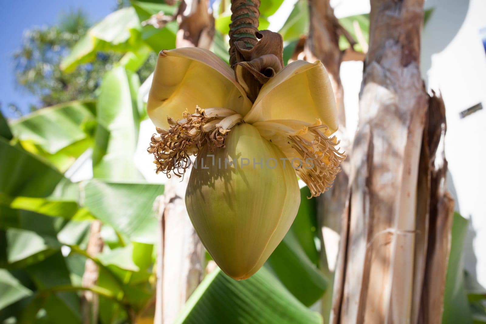 Banana palm bloom hanging. A big yellow flower