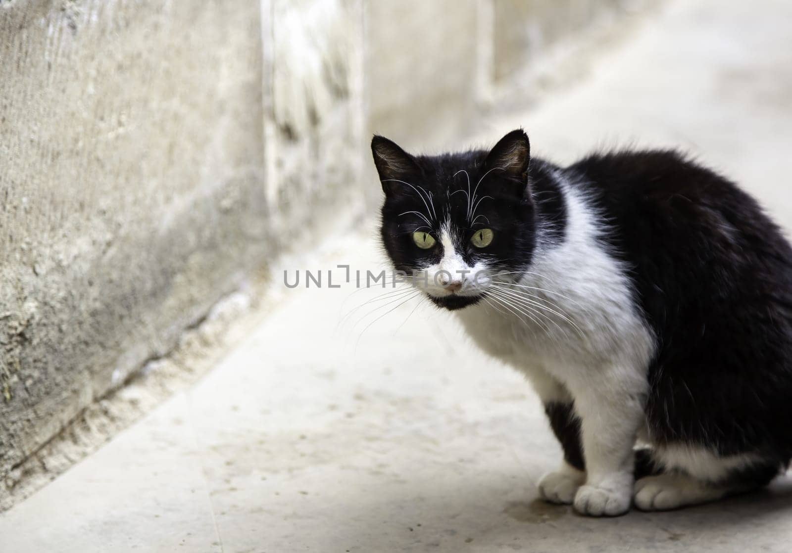 Abandoned street cats, stray animals, pets