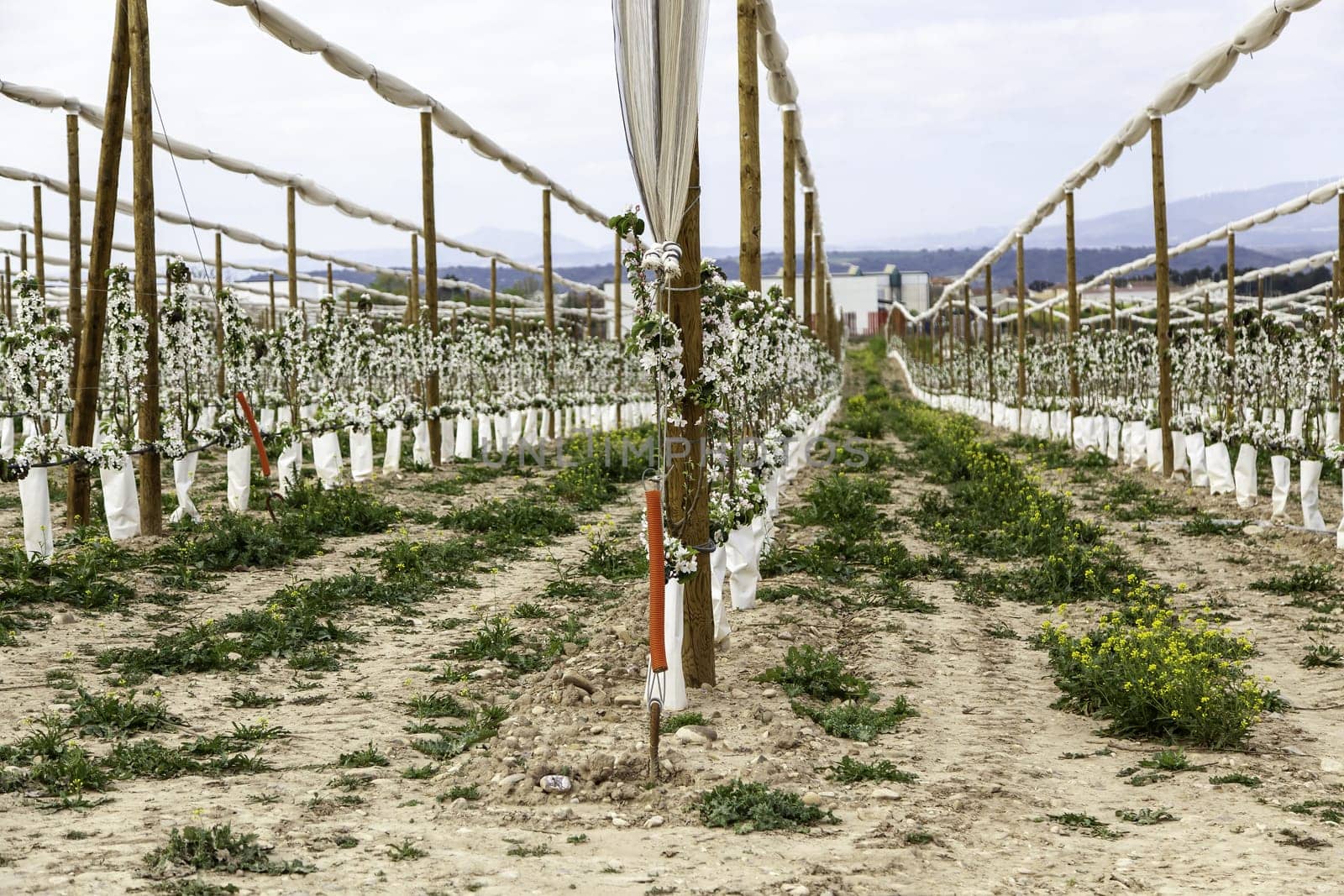 Detail of exploitation of fruit trees, conservation of the environment
