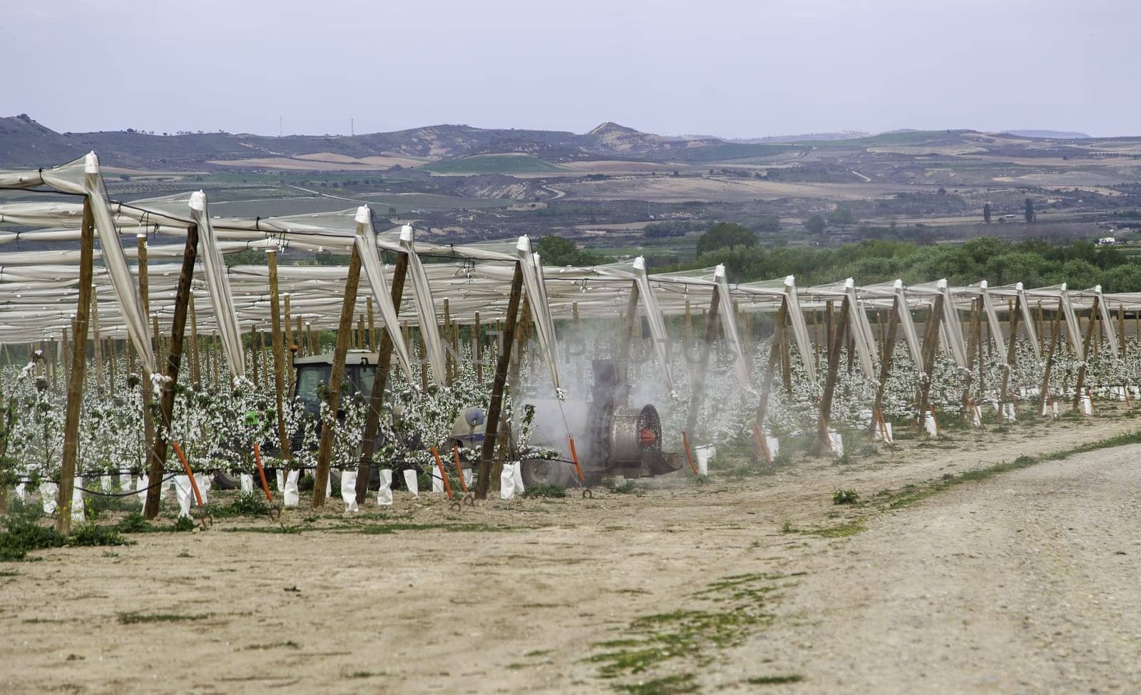 Detail of exploitation of fruit trees, conservation of the environment