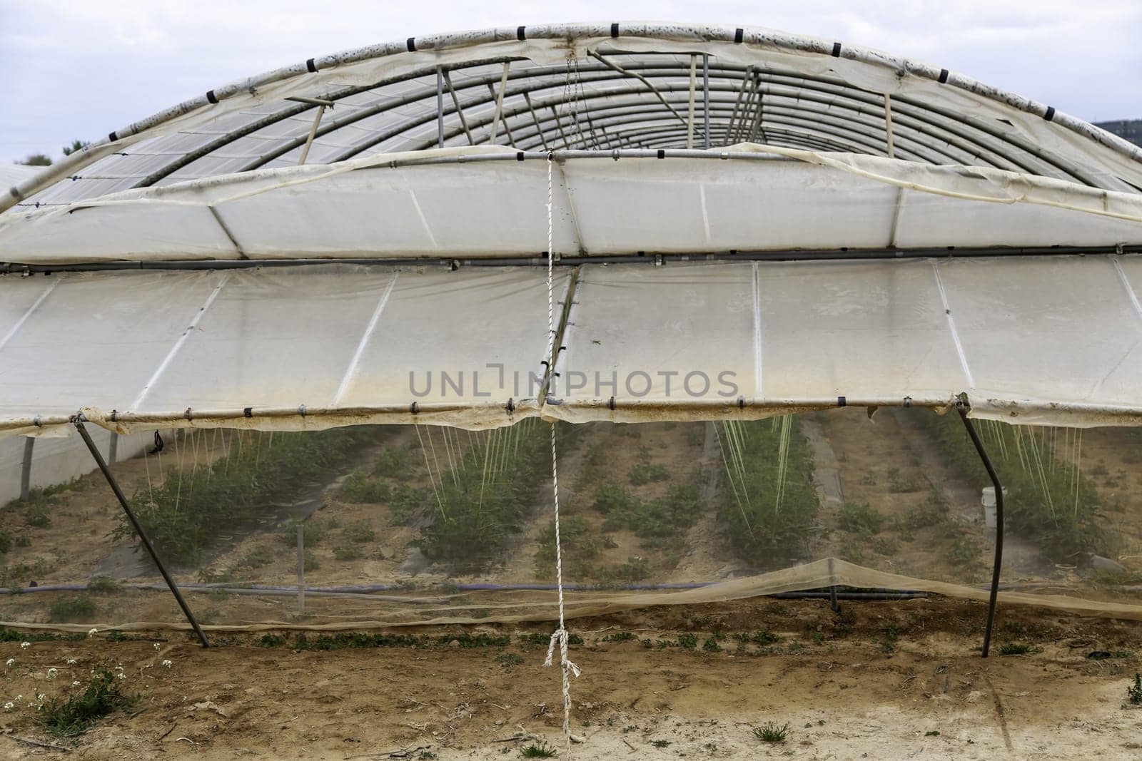 Detail of cultivation of vegetables in a sustainable way, conservation of the environment