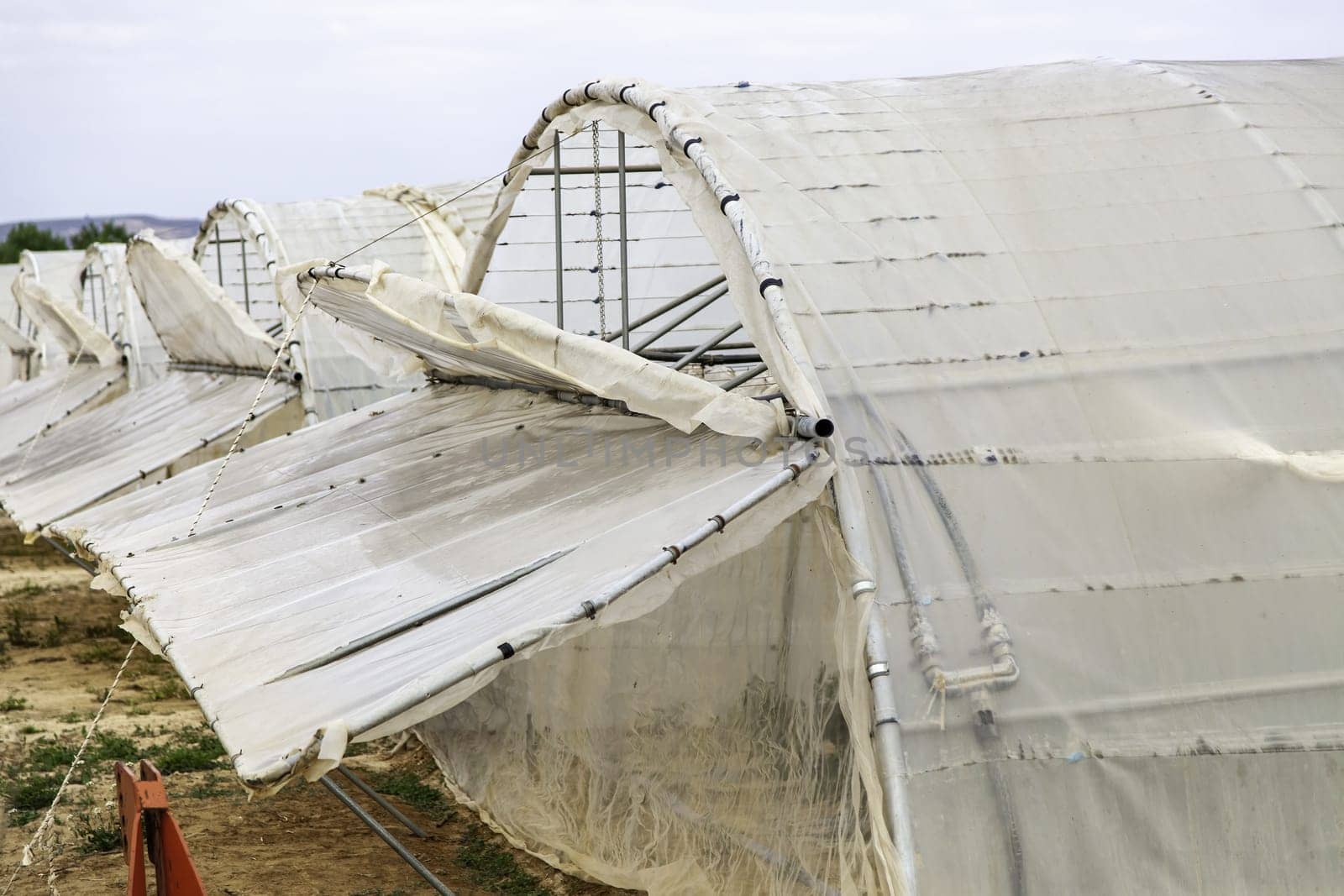 Detail of cultivation controls ecological, healthy and vegetarian food