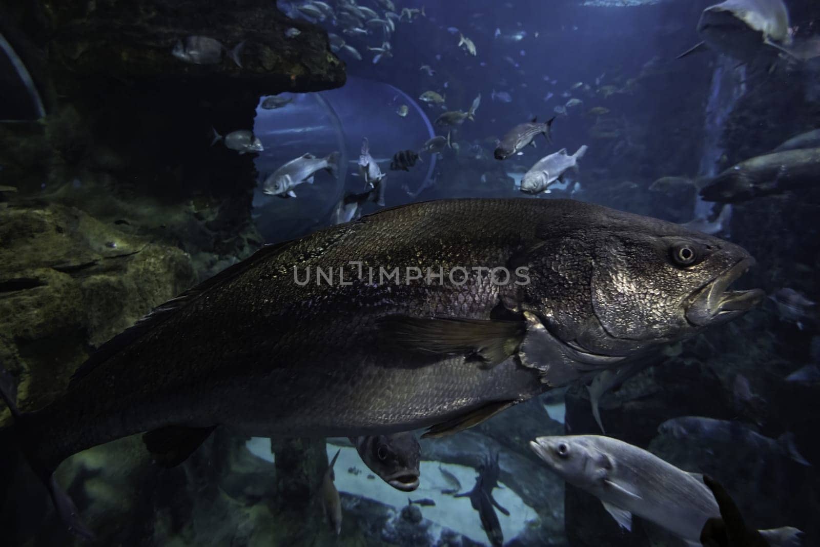 Detail of wild fish in the sea, marine fauna in extinction