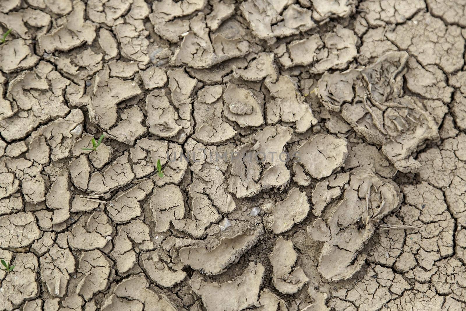 Climate change and environmental destruction detail