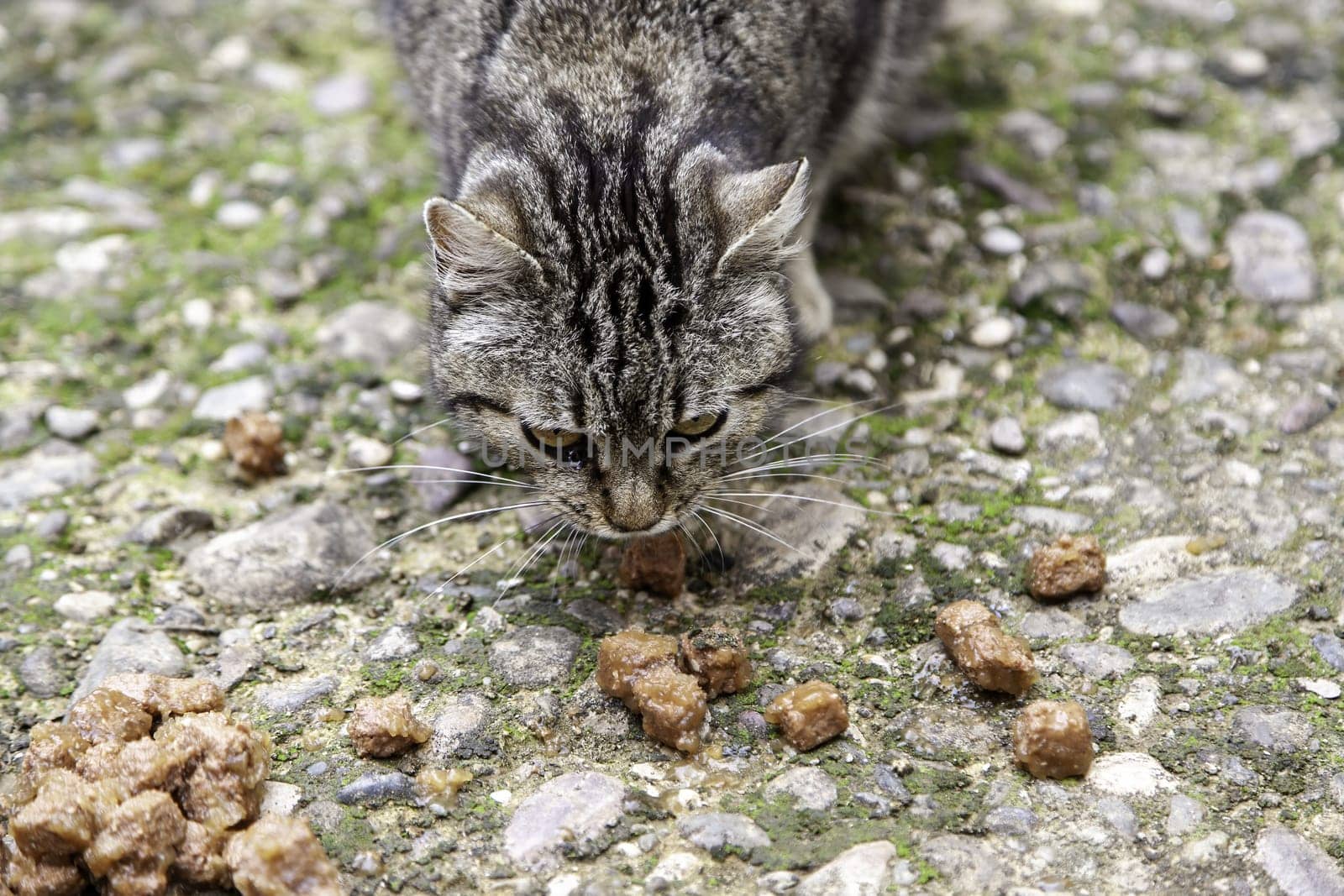 Detail of abandoned and homeless cats, animal care