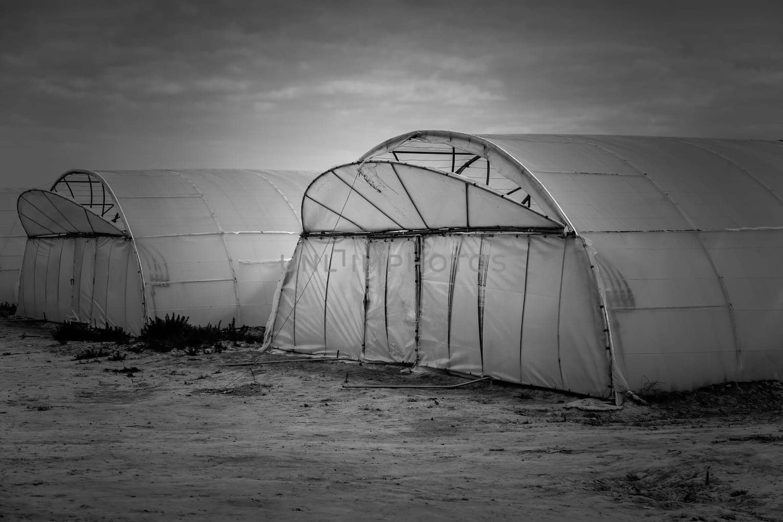 Detail of cultivation controls ecological, healthy and vegetarian food