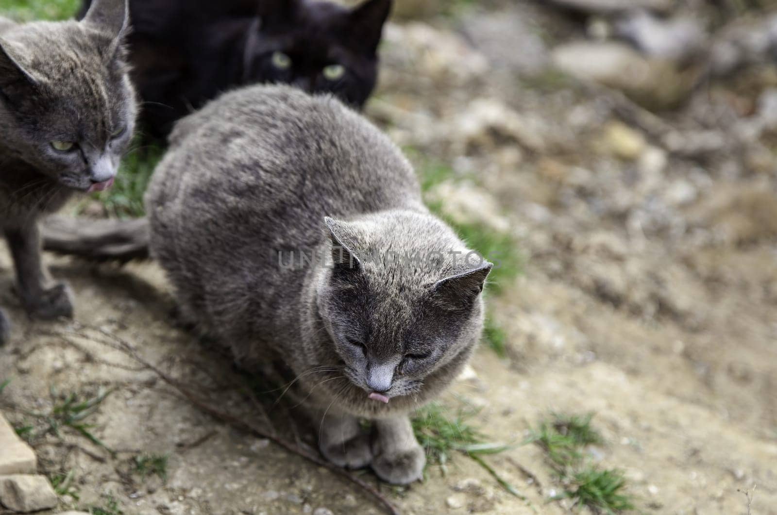 Abandoned street cats, stray animals, pets