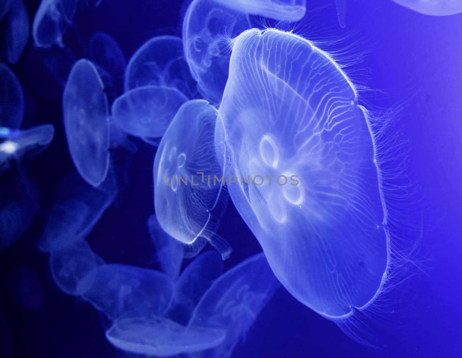 Detail of exotic marine animal, beauty of nature