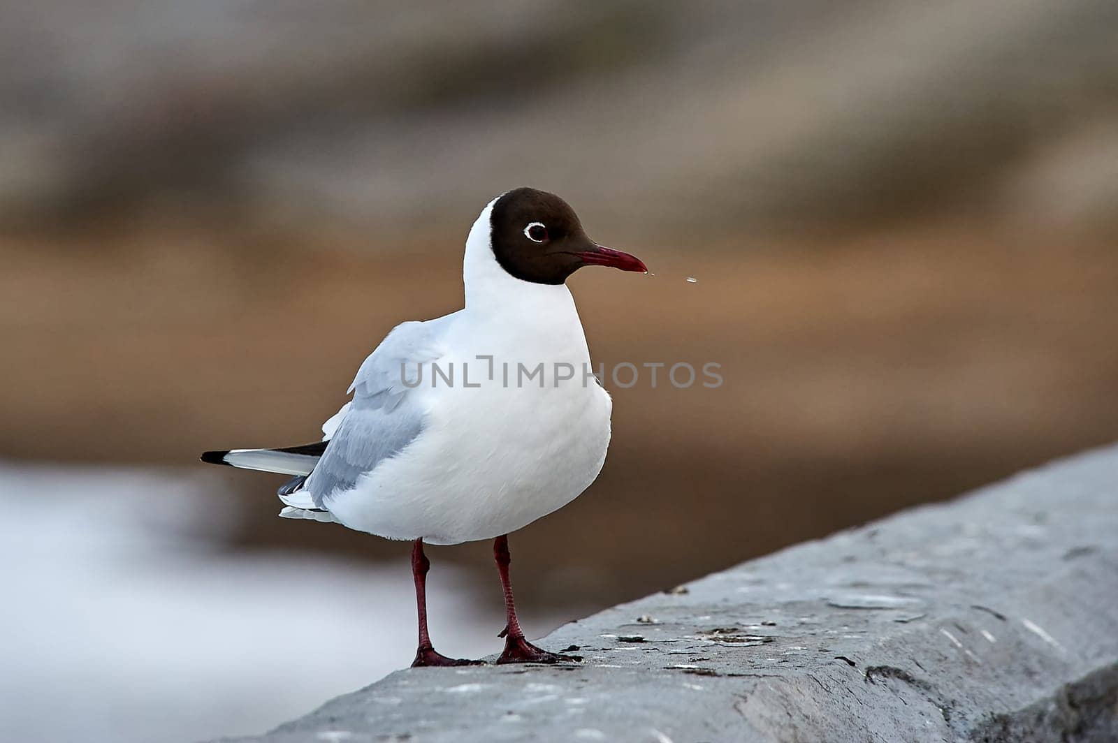 A seagull stands on a gray concrete parapet. High quality photo