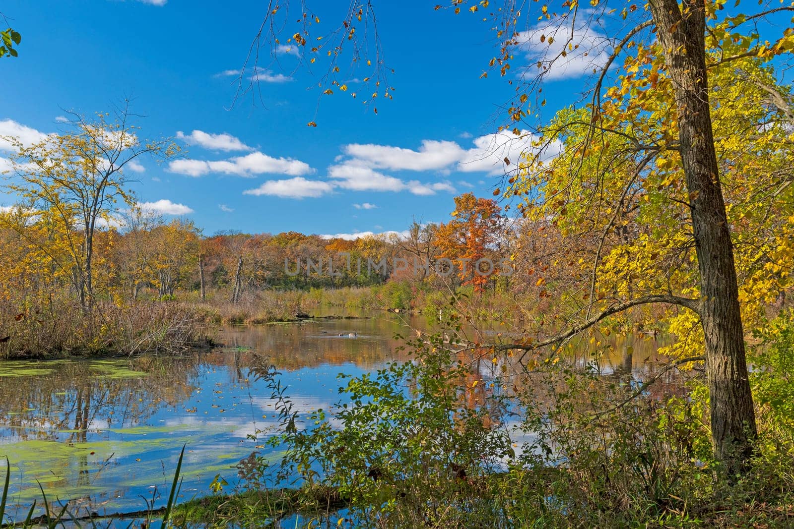 A Calm Pond on a Quiet Fall Morning in the Crabtree Nature Preserve in Illinois