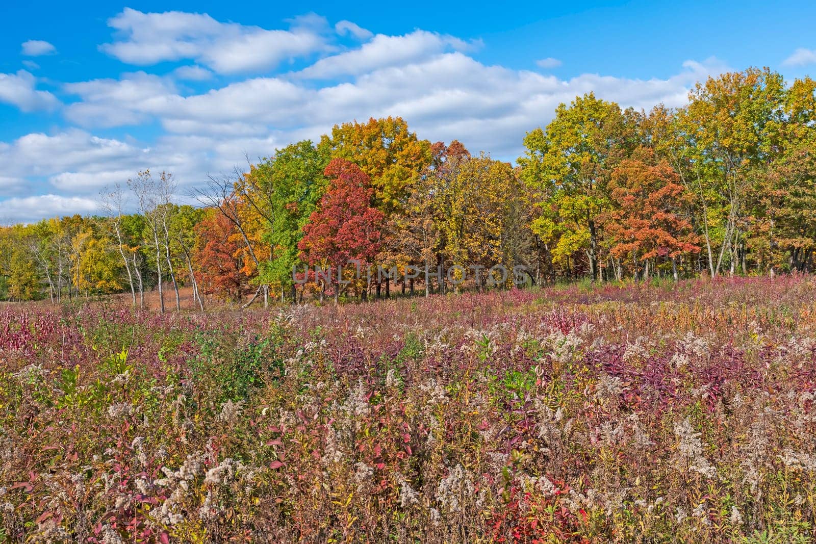Fall Colors in the Prairie and the Forest in Crabtree Nature Preserve in Illinois