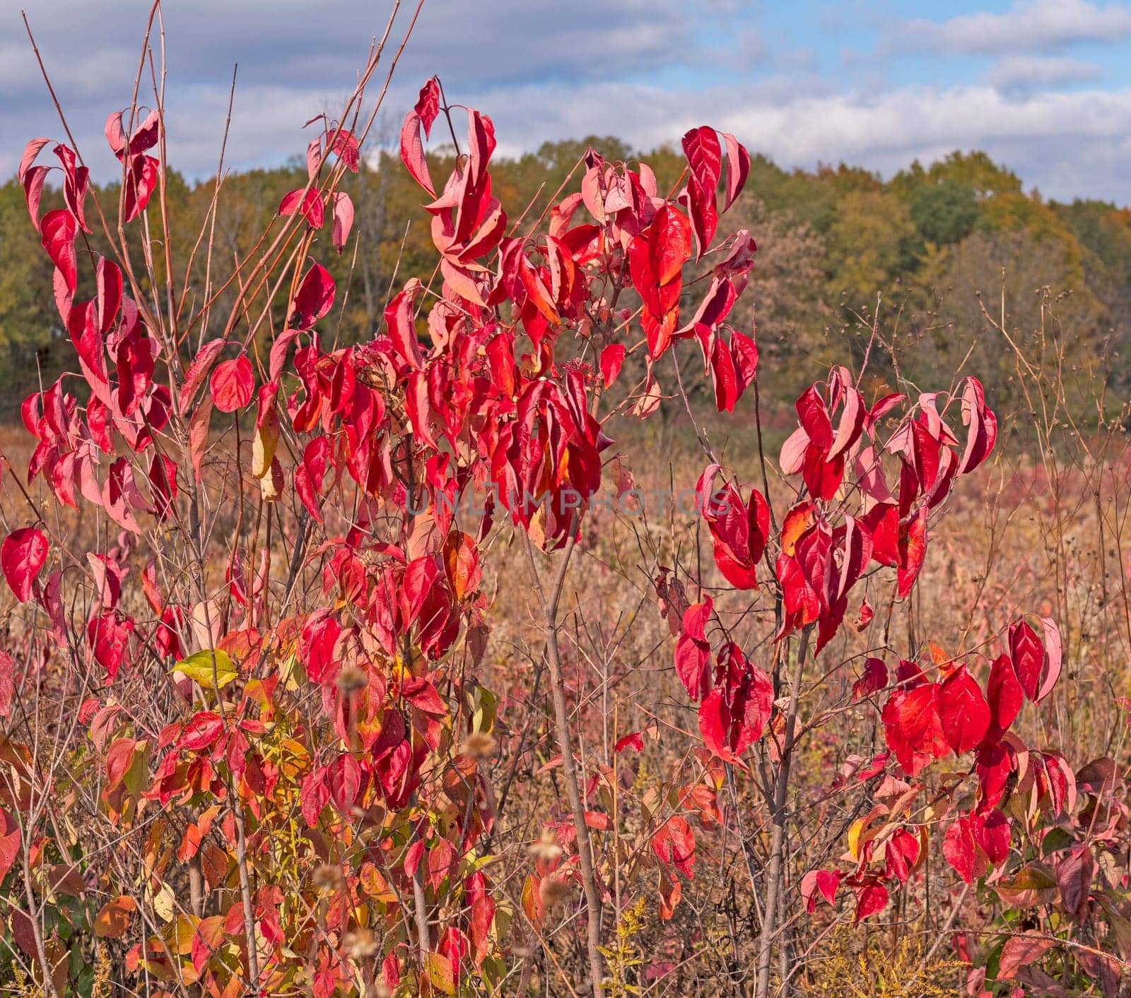 Colorful Leaves on a Prairie Bush in the Fall in Crabtree Nature Preserve in Illinois