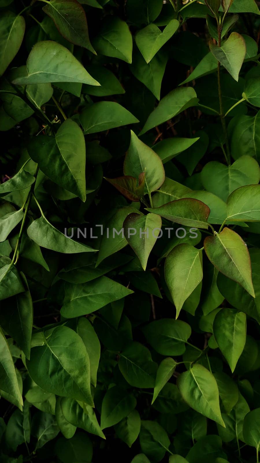 Green leaves texture background, Natural background