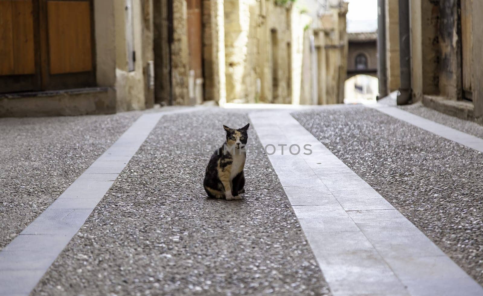 Abandoned street cats, stray animals, pets