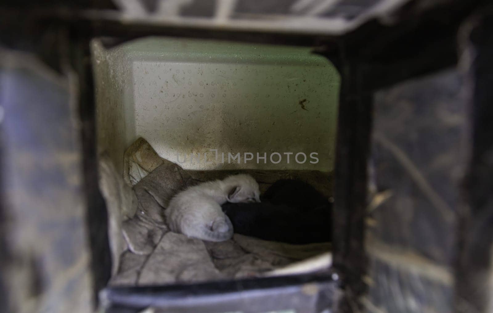 Detail of cat colony, litter of abandoned animals