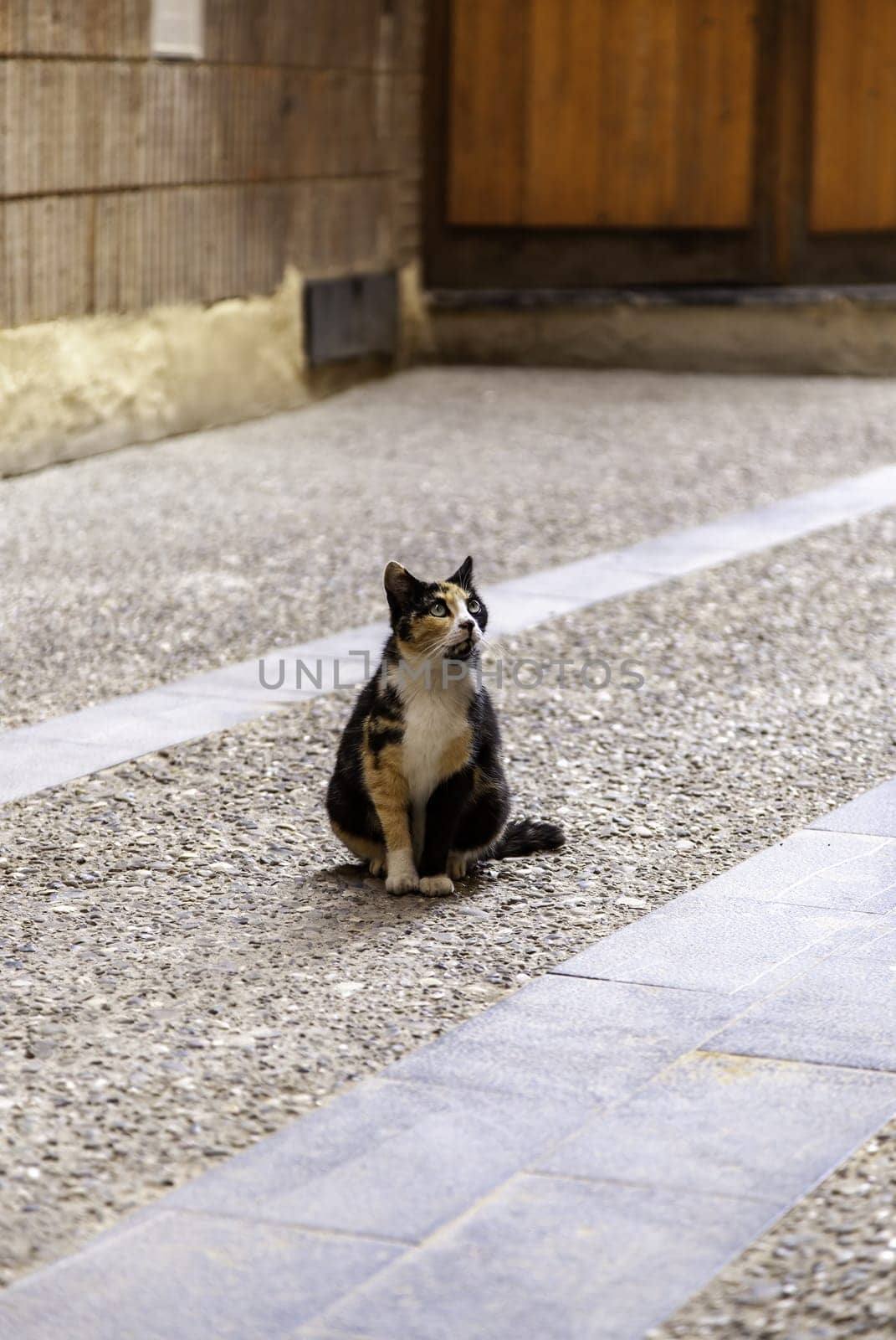 Abandoned street cats, stray animals, pets