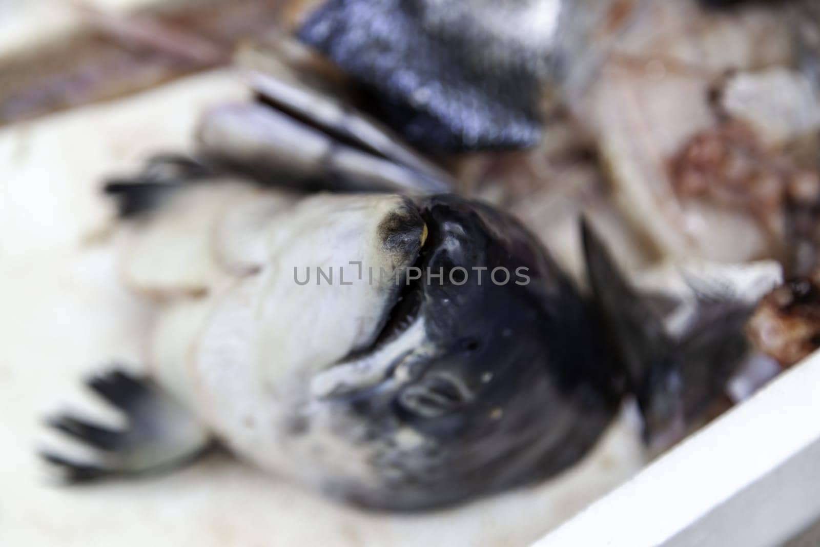 Detail of fish remains from a fishmonger, garbage