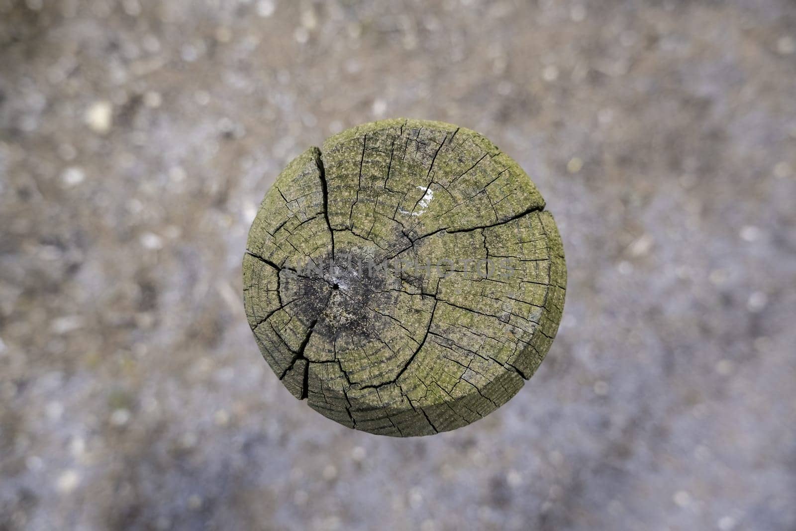 Detail of piece of wooden trunk used as post