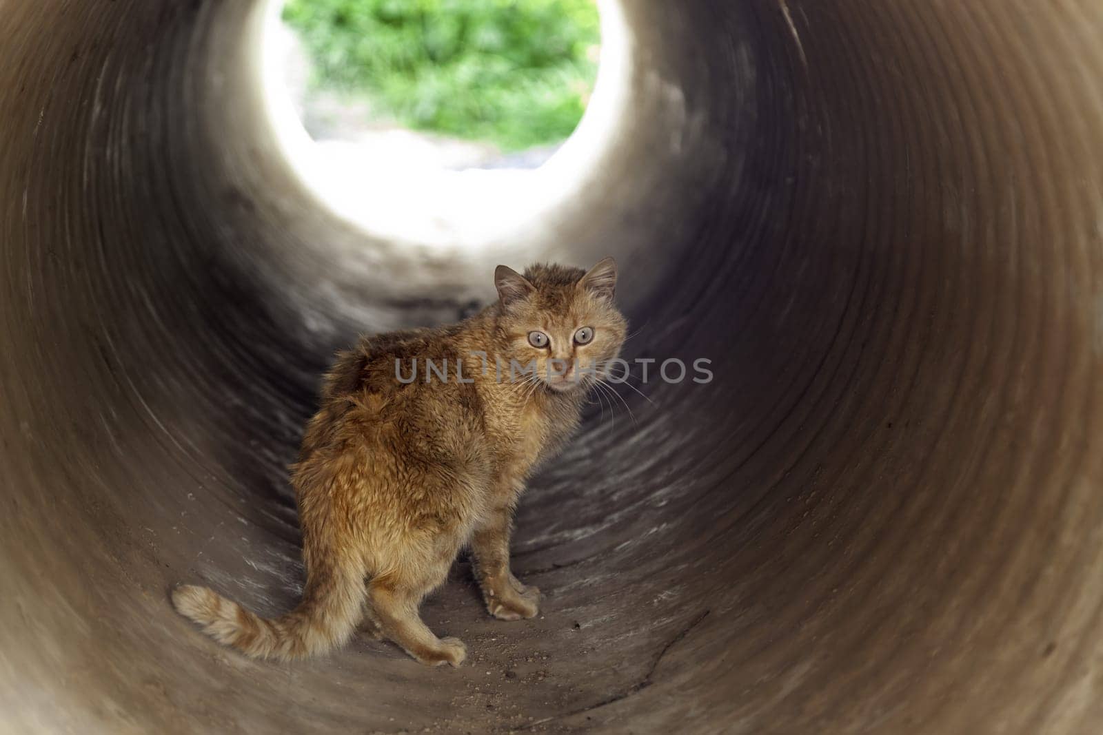 Detail of wild cat in a pipe in the city, abandonment