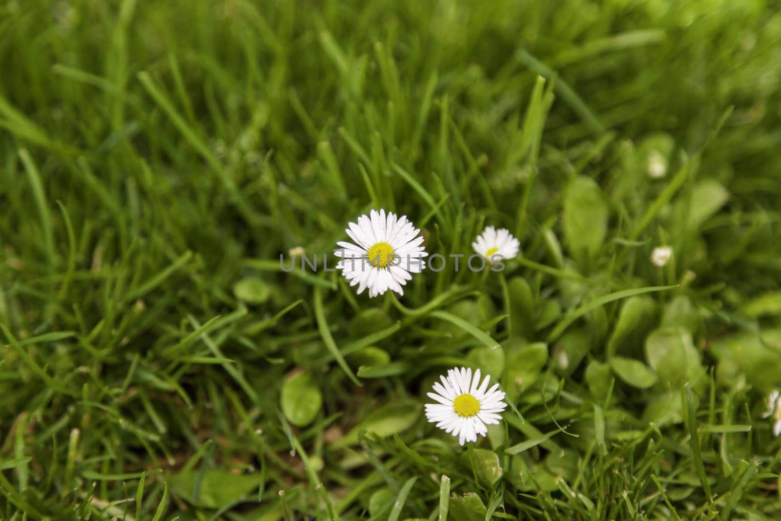 Detail of wild flowers in nature, environment and summer