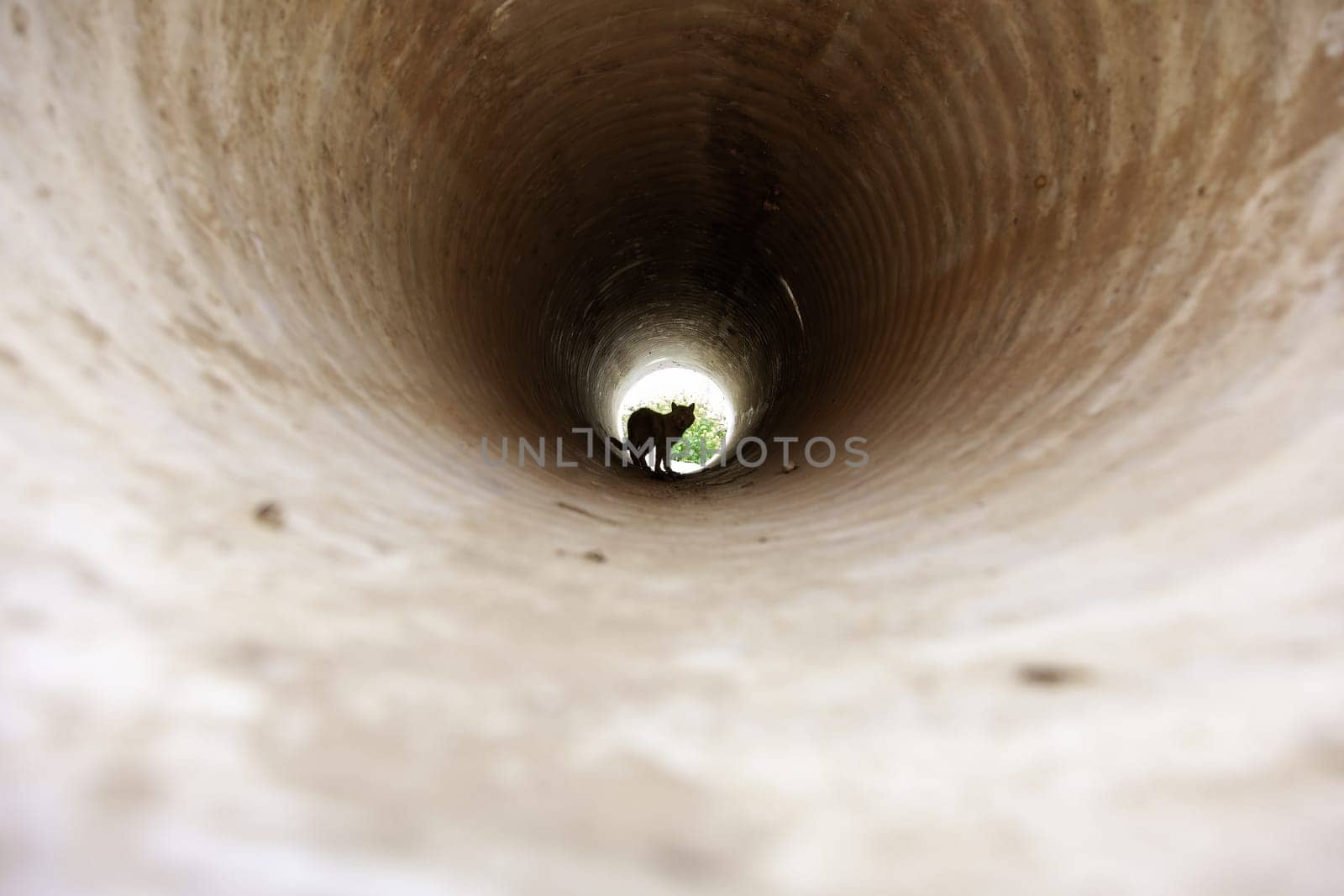 Detail of wild cat in a pipe in the city, abandonment