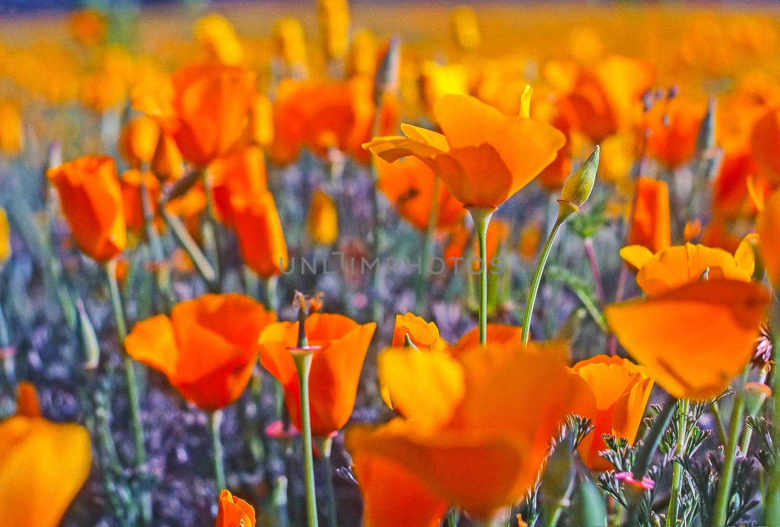 Close up of a California Poppy