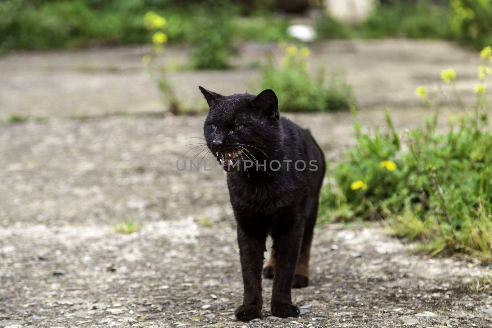 Abandoned street cats, stray animals, pets