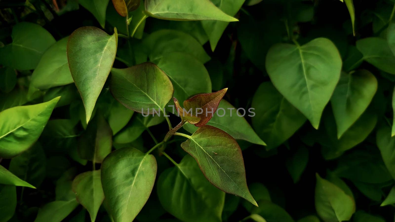 Green leaves texture background, Natural background