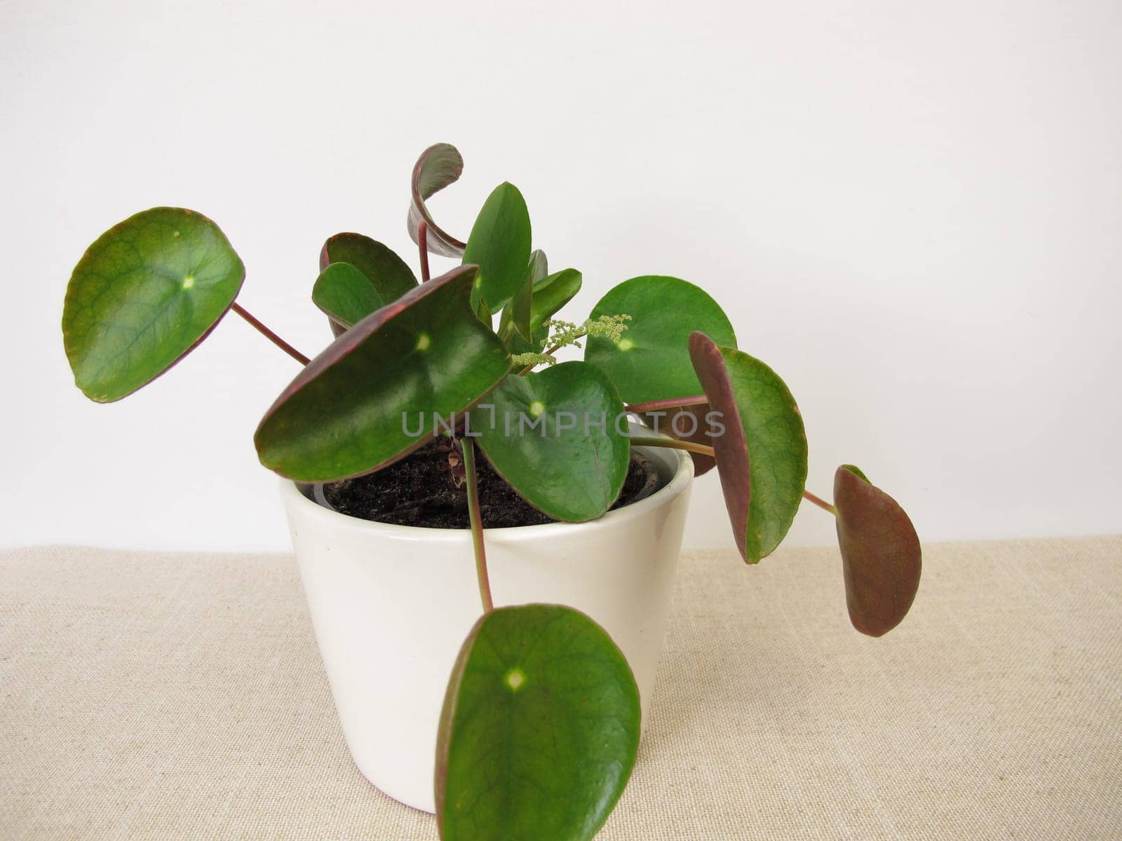 Flowering Pancake plant with flower, Pilea peperomioides