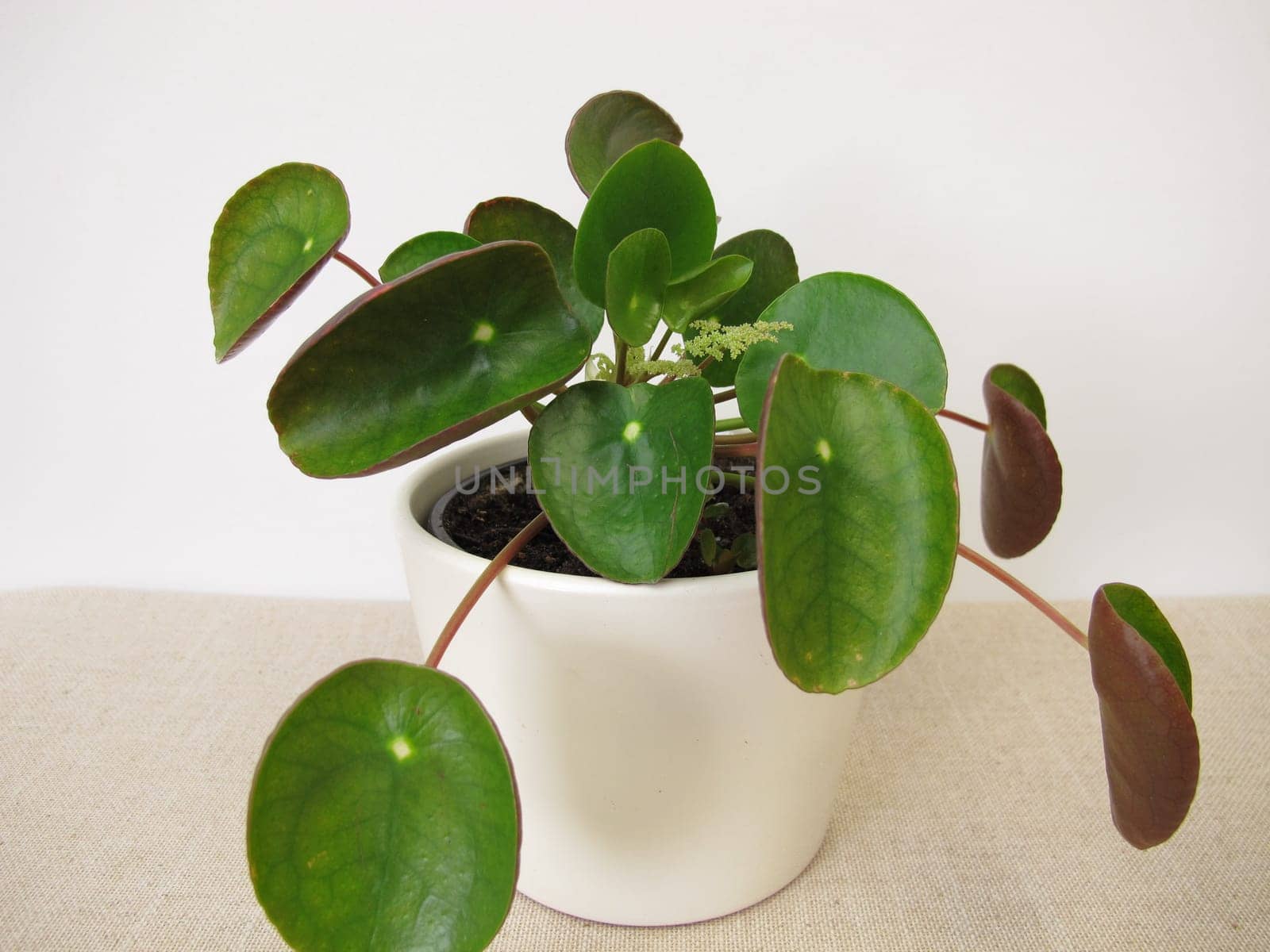 Flowering Pancake plant with flower, Pilea peperomioides