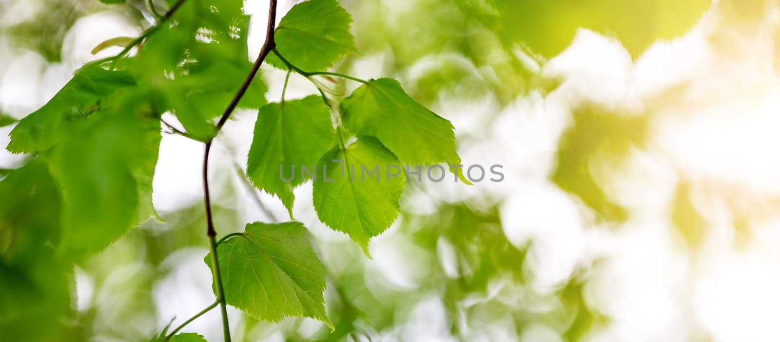 Closeup view of the linden branches with young green leaves. Panorama of the fresh foliage.