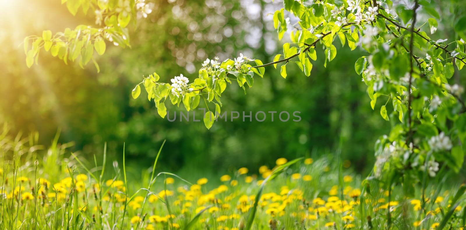 Pear blossoming in the sunny natural park in the morning in spring. Meadow with dandelions in the forest.