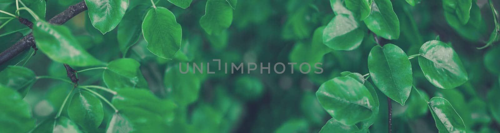 Panoramic background with fresh young foliage of the pear tree. Greenery backdrop.