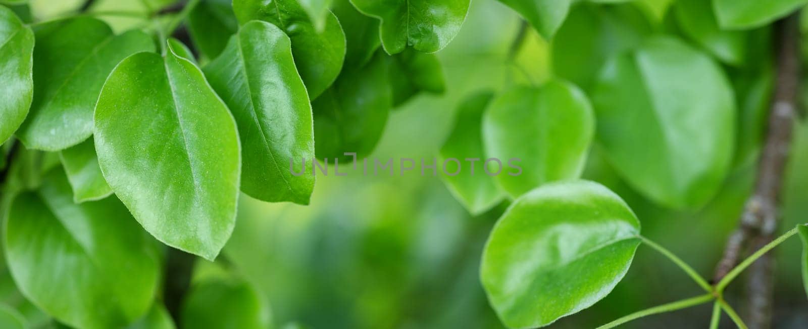 Panoramic close-up background with fresh young foliage of the pear tree. Greenery backdrop.