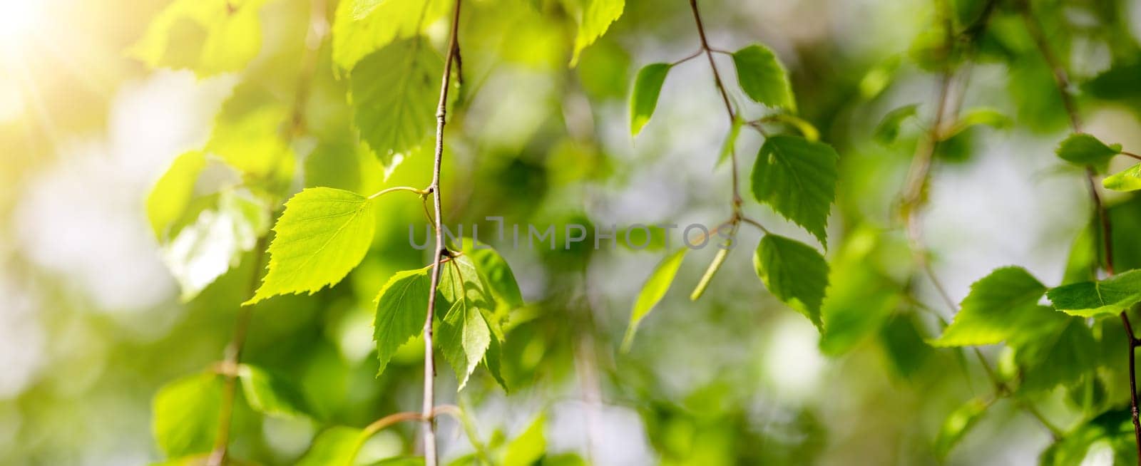 Closeup view of the birch branches with young green leaves. Panorama of the fresh foliage.
