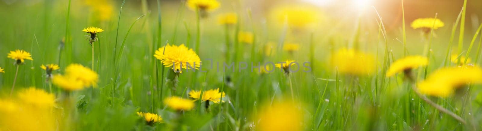 Panoramic background of the field with yellow dandelions in springtime. Close-up view. Blooming time.