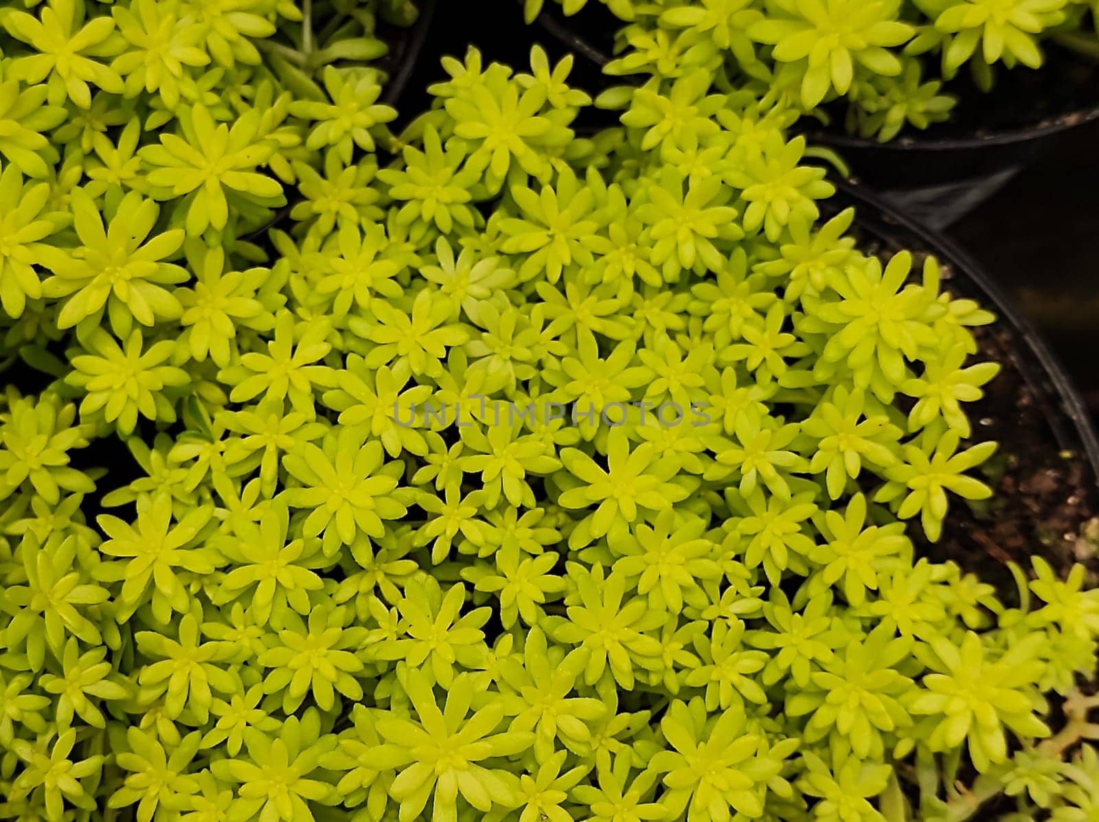 Minuscule foliage texture of Sedum succulent (Sedum Japonicum Tokyo Sun), in close up view.