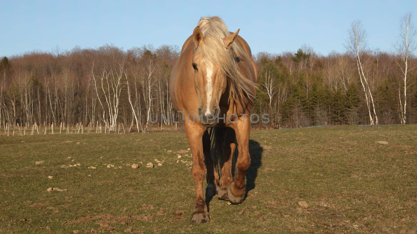 brown horse moving in meadow equine country farm animal