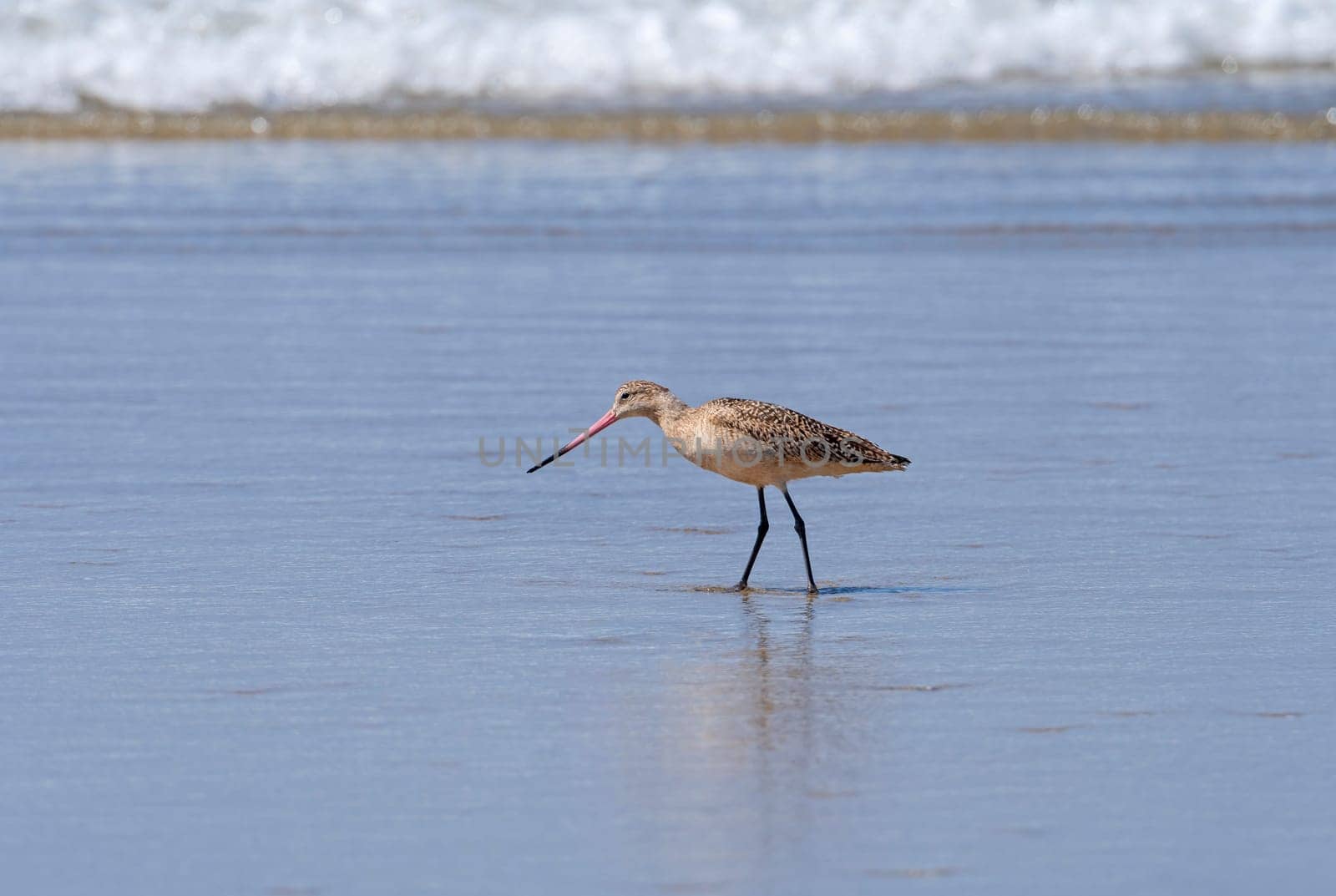 Marbled Godwit Patrolling an Ocean Beach in La Jolla, California