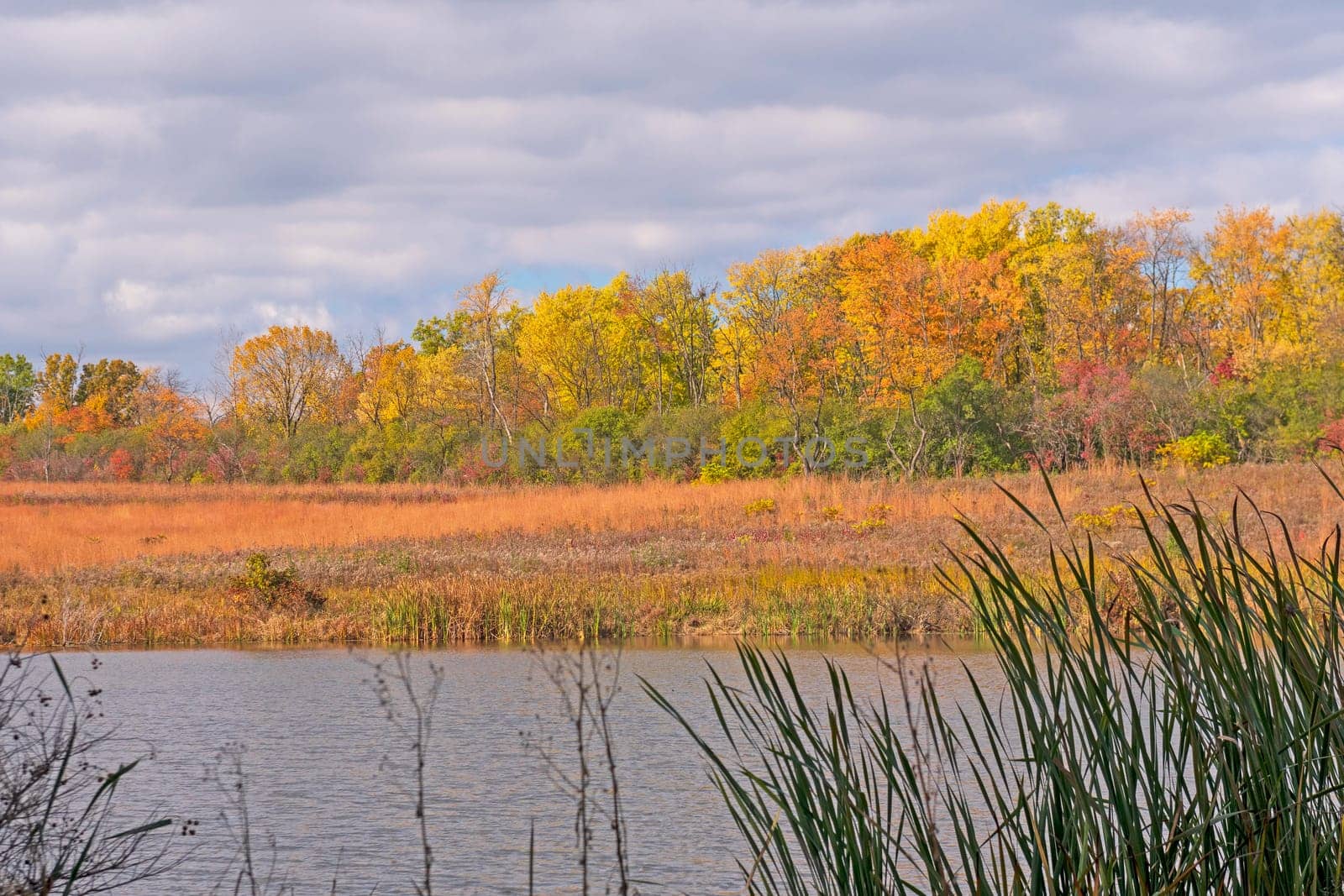 Autumn Colors Across a Wetland Pond in the Crabtree Nature Preserve in Illinois