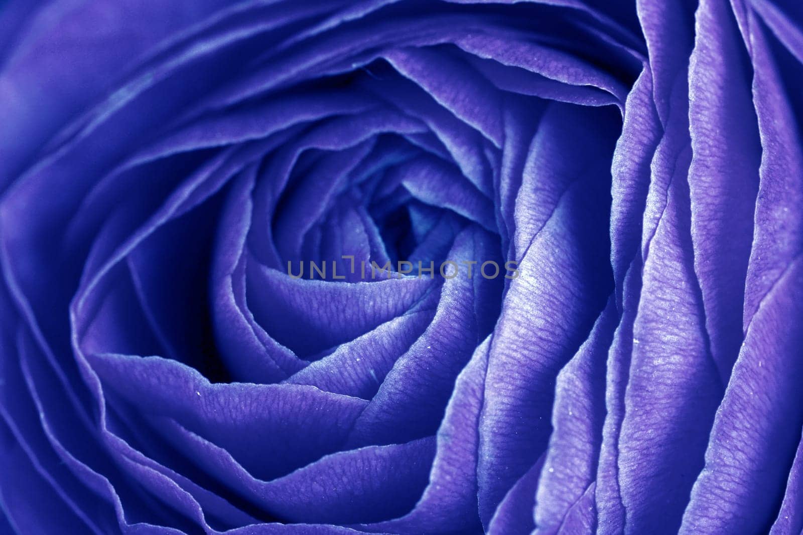 Close up of the petals of a rose in blue