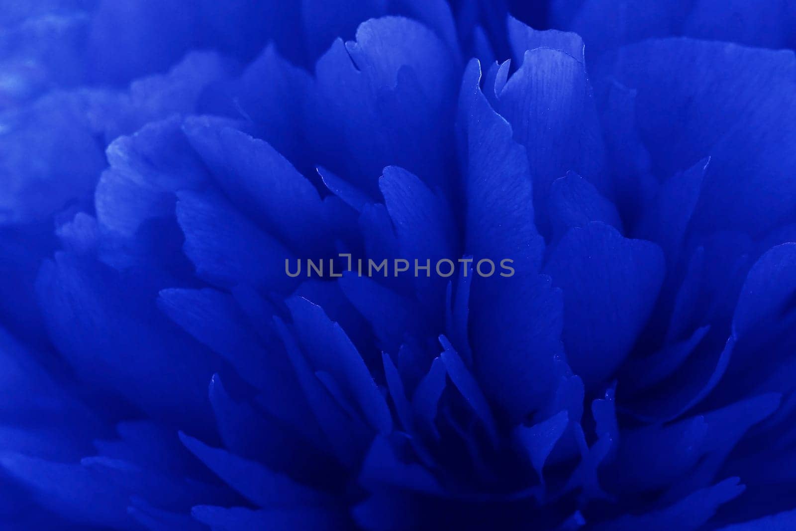 Close up of the petals of a rose in blue