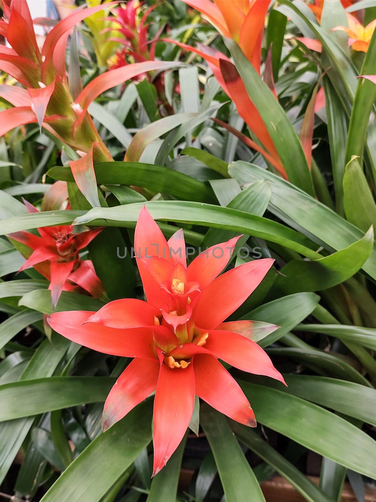 Tropical Guzmania plant close-up of the bromeliads family. red orange.Exotica exuberant.