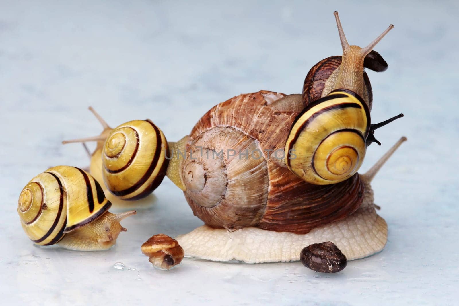 A vineyard snail and many other snails in a pile