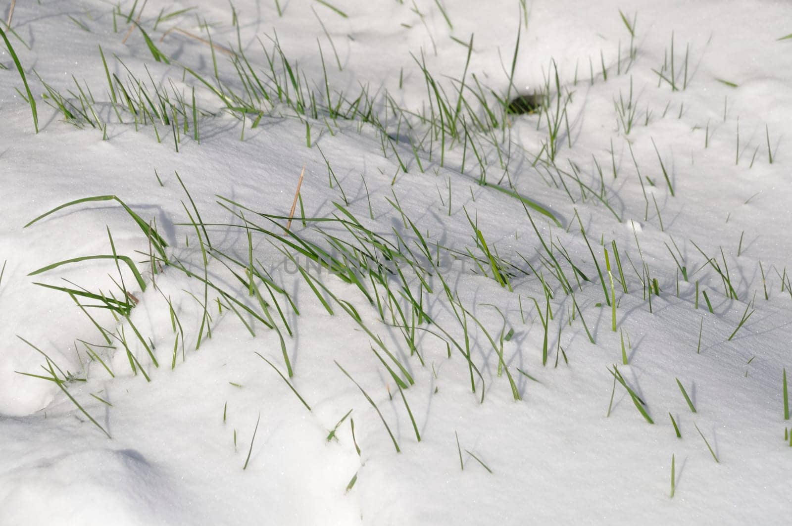 Blade of grass in the snow