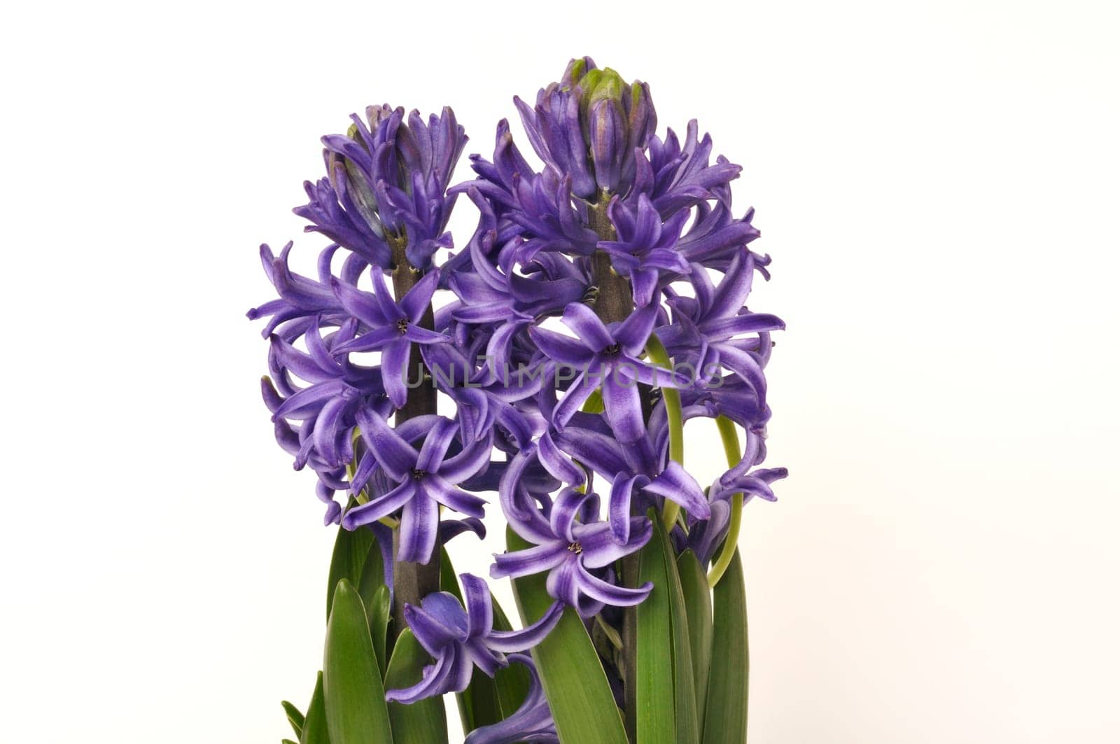 Studio shot of a hyacinth