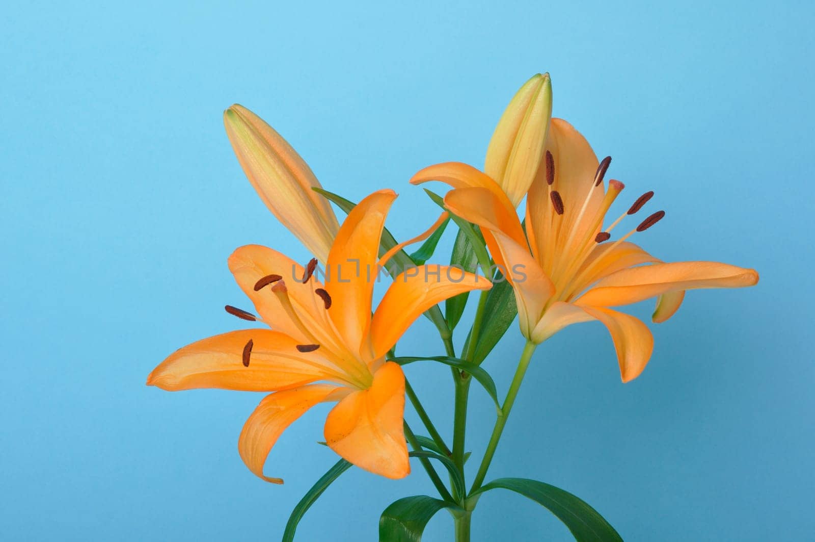 Studio shot of orange lily